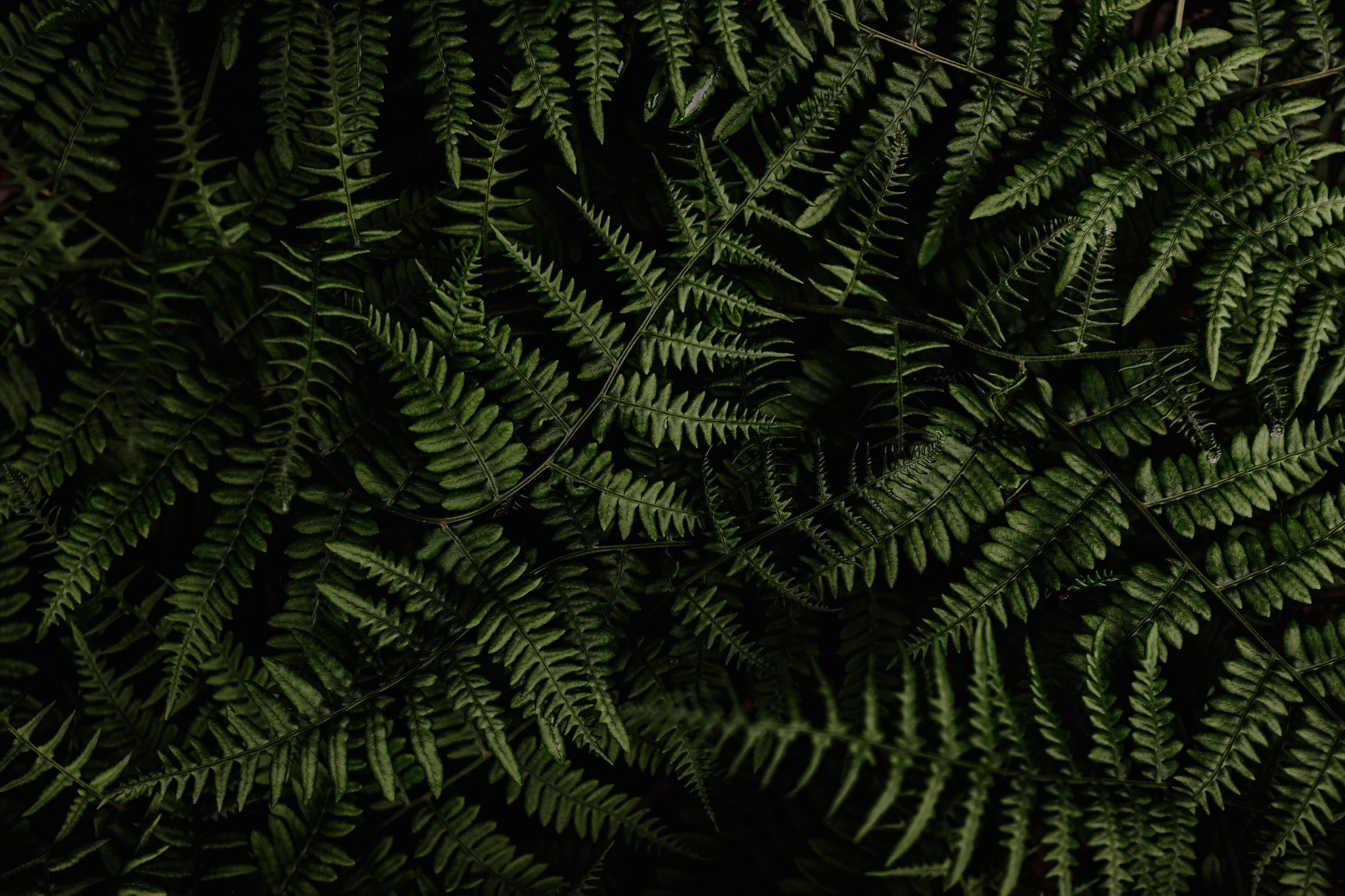 Green Fern Plants in Dark Background 